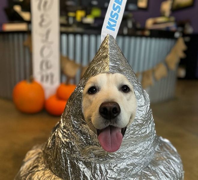 Bentley, the Brinn Glass shop dog